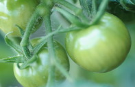 tomatoes green